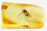 Large Fossil True Midge (Chironomidae) in Baltic Amber #381327-1